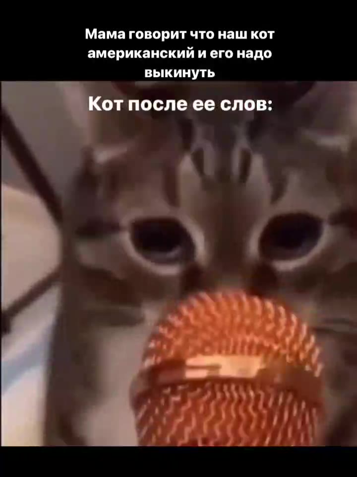 Мама говорит что наш кот американский и его надо выкинуть OT послеее слов: