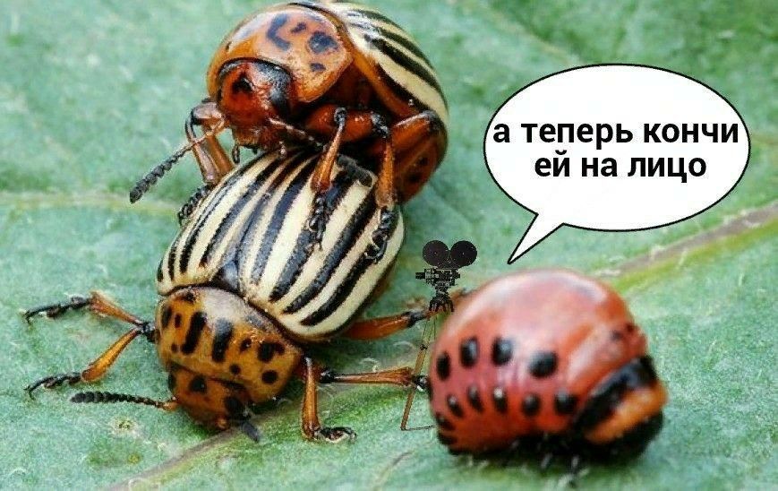 а теперь кончи на лицо A;