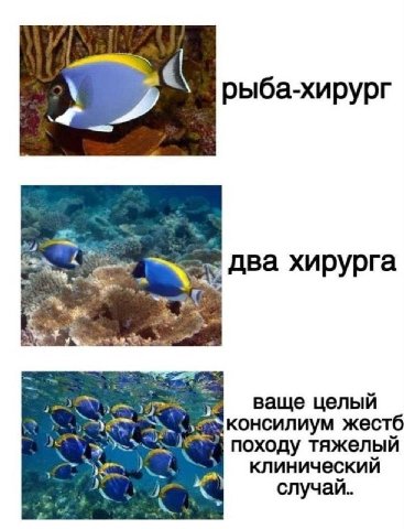рыба-хирург два хирурга ваще целыи консилиум жестб походу тяжелыи клиническии случай..