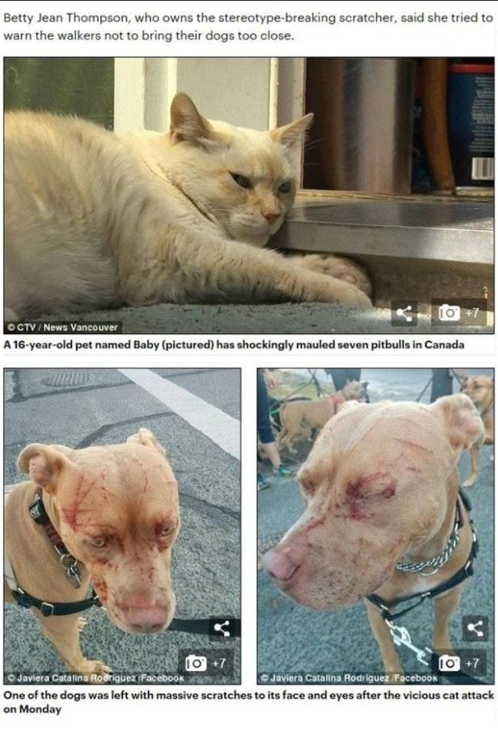 Betty Jean Thompson, who owns the stereotype-breaking scratcher, said she tried to warn the walkers not to bring their dogs too close. у Я 1% CTV News Vancouver pet named Baby (pictured) has shockingl