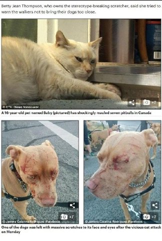 Betty Jean Thompson, who owns the stereotype-breaking scratcher, said she tried to warn the walkers not to bring their dogs too close. у Я 1% CTV News Vancouver pet named Baby (pictured) has shockingl
