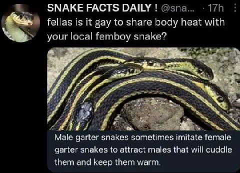 SNAKE FACTS DAILY fellas is gay to share body heat with your local femboy snake? 3 у Male garter snakes sometimes imitate female garter snakes to attract males that will cuddle them and keep them warm