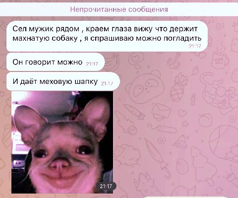 Непрочитанные сообщения Сел мужик рядом краем глаза вижу что держит махнатую собаку я спрашиваю можно погладить Он говорит можно И даёт меховую шапку 9:77 2117
