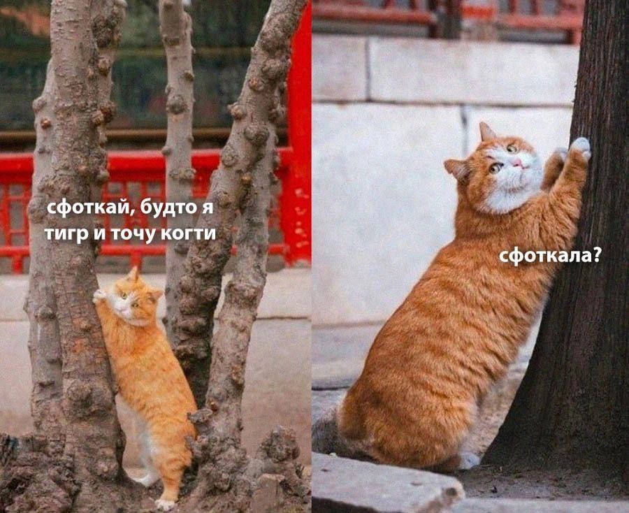 сфоткай, будто я у тигр и точу когти сфоткала?