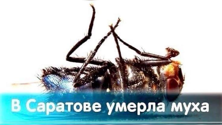 my 4 a у ове умерла муха умер