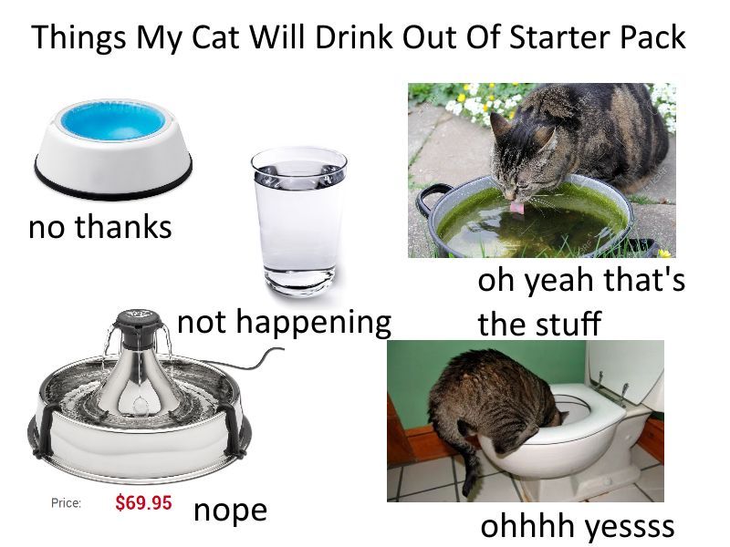 Things My Cat Will Drink Out Of Starter Pack по thanks yeah that's not happening the stuff Price: $69.95 ohhhh yessss