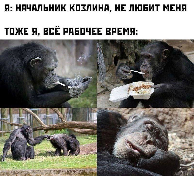 Я: НАЧАЛЬНИК КОЗЛИНА, НЕ ЛЮБИТ МЕНЯ ТОЖЕ Я, ВСЕ РАБОЧЕЕ ВРЕМЯ: a 4