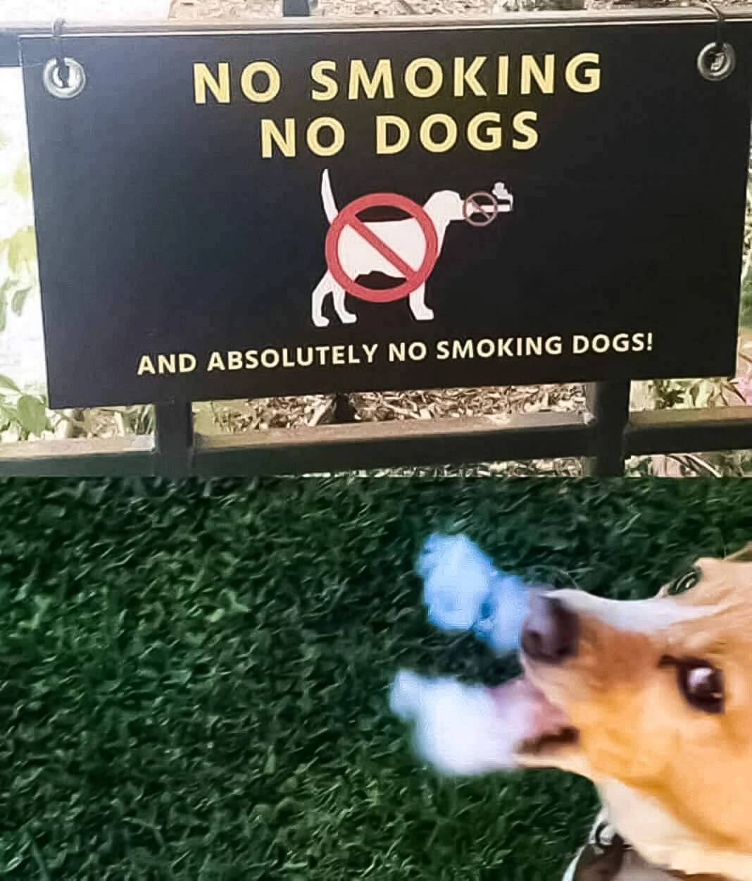 NO SMOKING NO DOGS AND ABSOLUT ELY NO SMOKING DOGS!