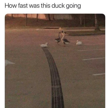 How fast was this duck going