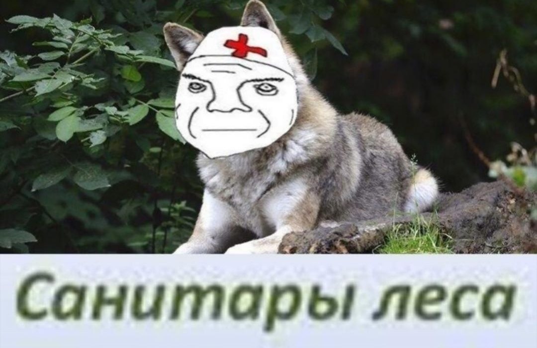 я 4 we Санитары леса