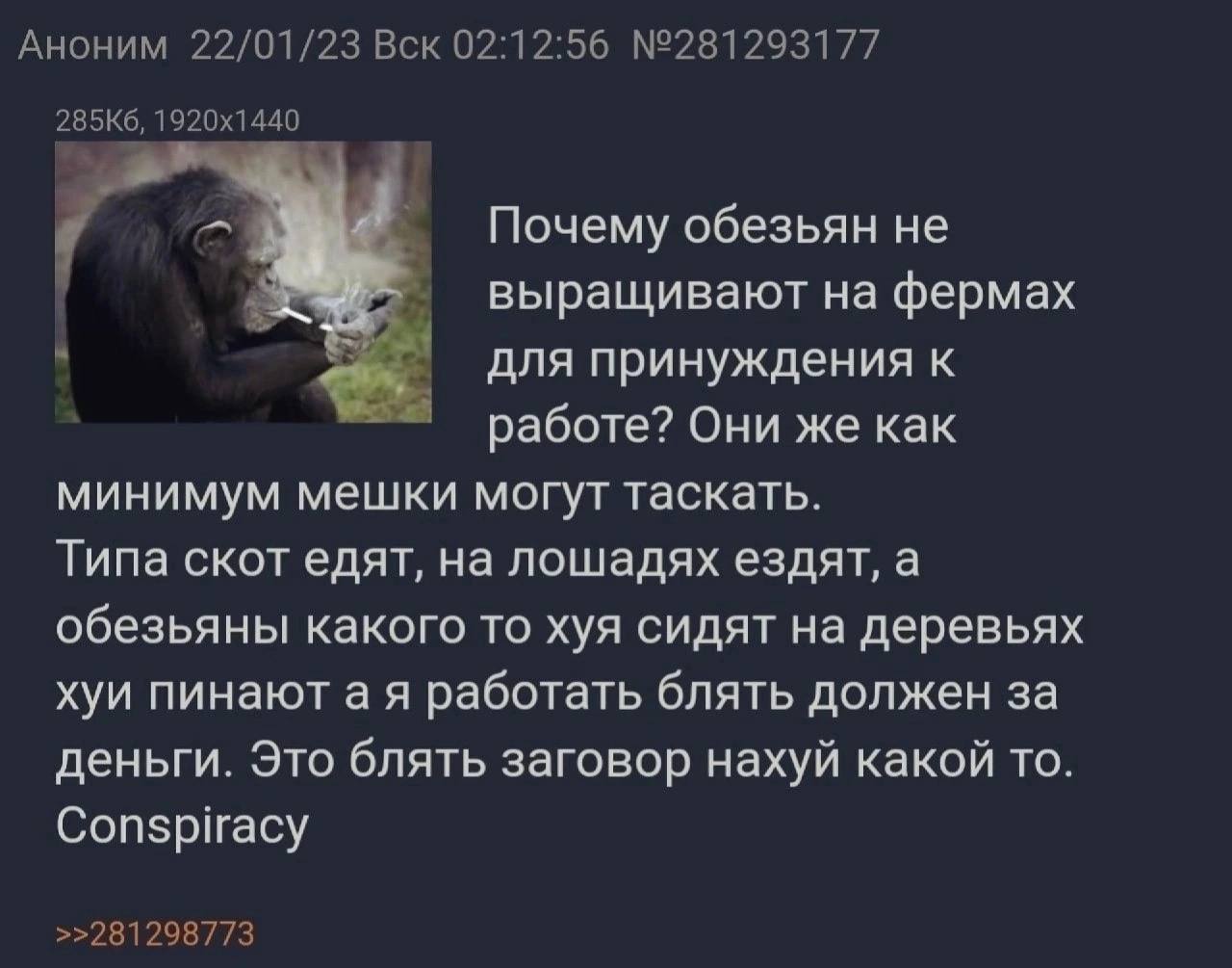 Аноним 22/01/23 Вск 02:12:56 №281293177 Почему обезьян не выращивают на фермах для принуждения к работе? Они же как минимум мешки могут таскать. Типа скот едят, на лошадях ездят, а обезьяны какого то 