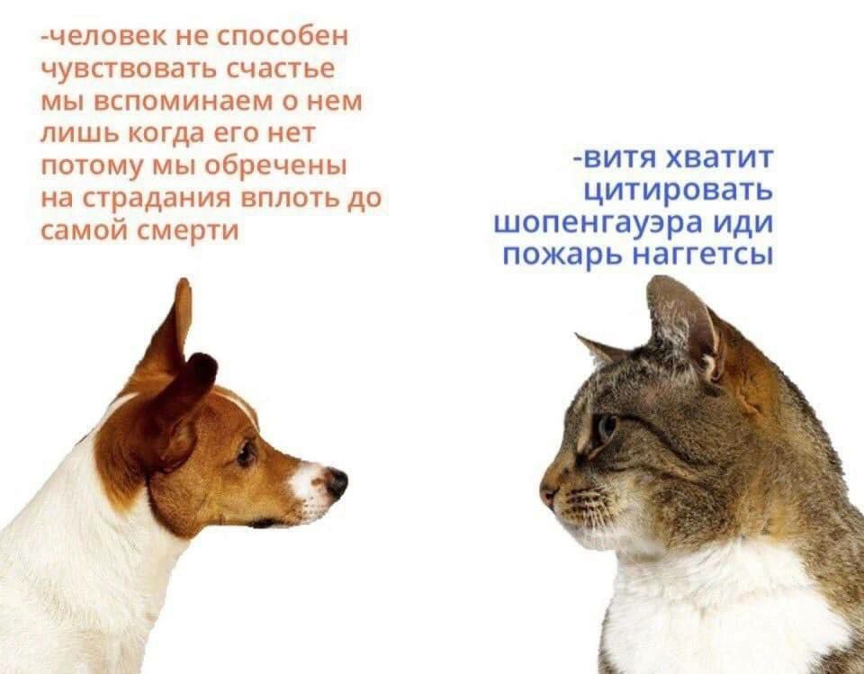 -человек не способен чувствовать счастье мы вспоминаем о нем лишь когда его нет потому мы обречены -витя хватит на страдания вплоть до цитировать самой смерти шопенгауэра иди пожарь наггетсы и