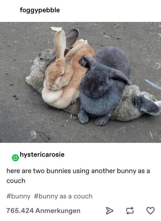 foggypebble 4 и 4 £8 А @hystericarosie here are two bunnies using another bunny as a couch #bunny #bunny as a couch 765.424 Anmerkungen во