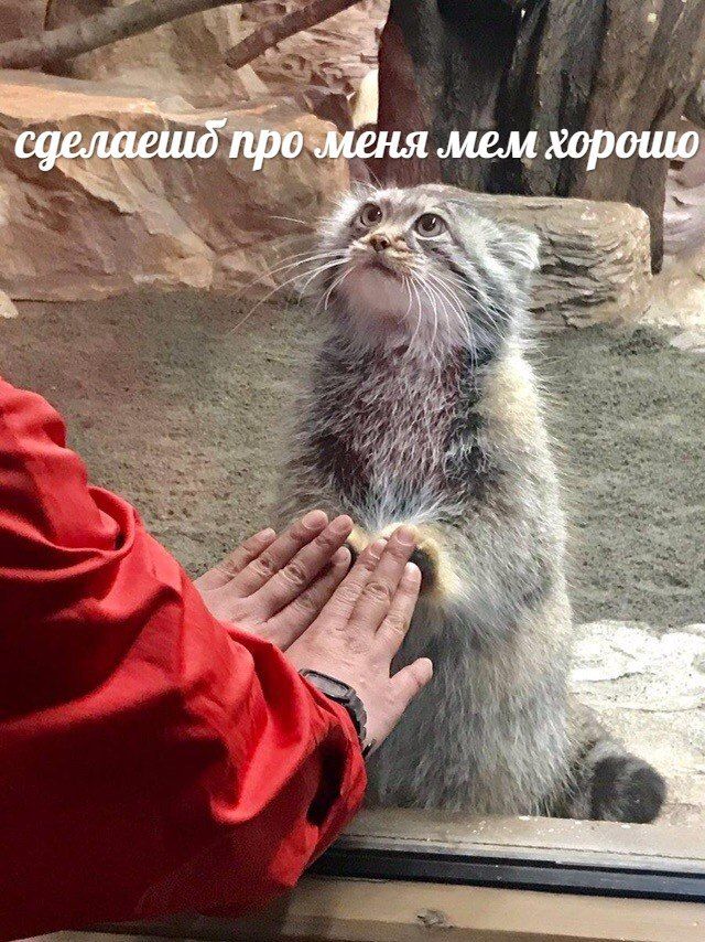 4 PHA MEM хорошо А a