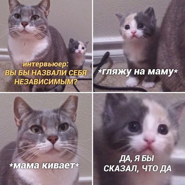 2% интервьюер: ВЫ БЫ НАЗВАЛИ СЕБЯ „гляжу на маму» НЕЗАВИСИМЫМ? 289% ДА, ЯБЫ кивает» СКАЗАЛ, ЧТО ДА