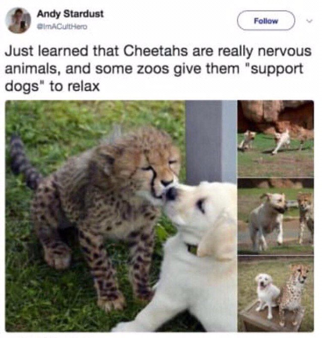 feel like a cheetah