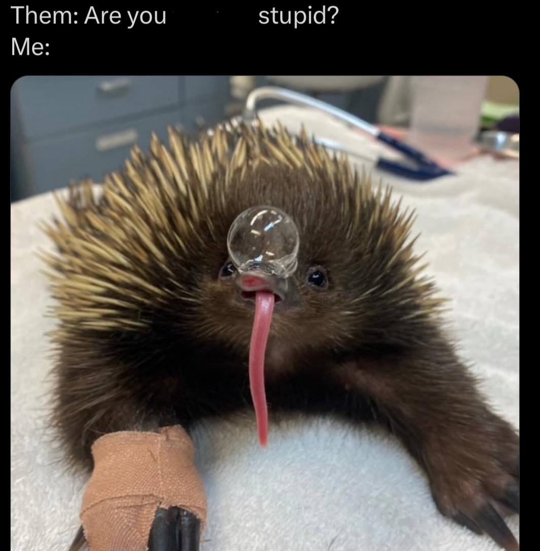 Them: Are you stupid? Me