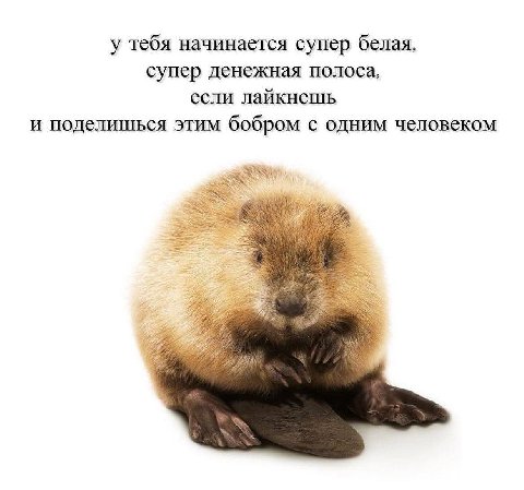 у тебя начинается супер белая, супер денежная полоса, если лайкнешь и поделишься этим бобром с одним человеком