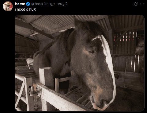 horse