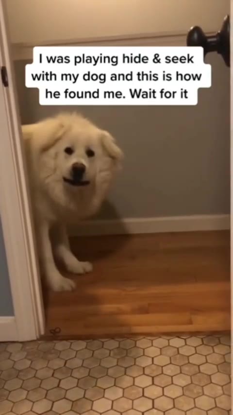 was playing hide seek with my dog and this is how he found me. Wait for it
