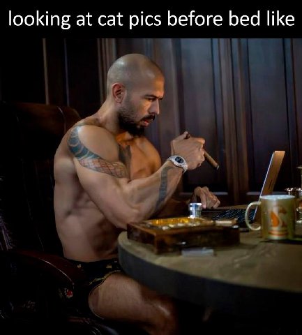 looking at cat pics before bed like