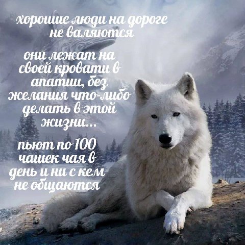 хороише люди неб своей, они лежат, желания что-лидо- апатии, делать пьют, по-100 чашек, чая, 6 день и ни с кем не оощаются, 4 7