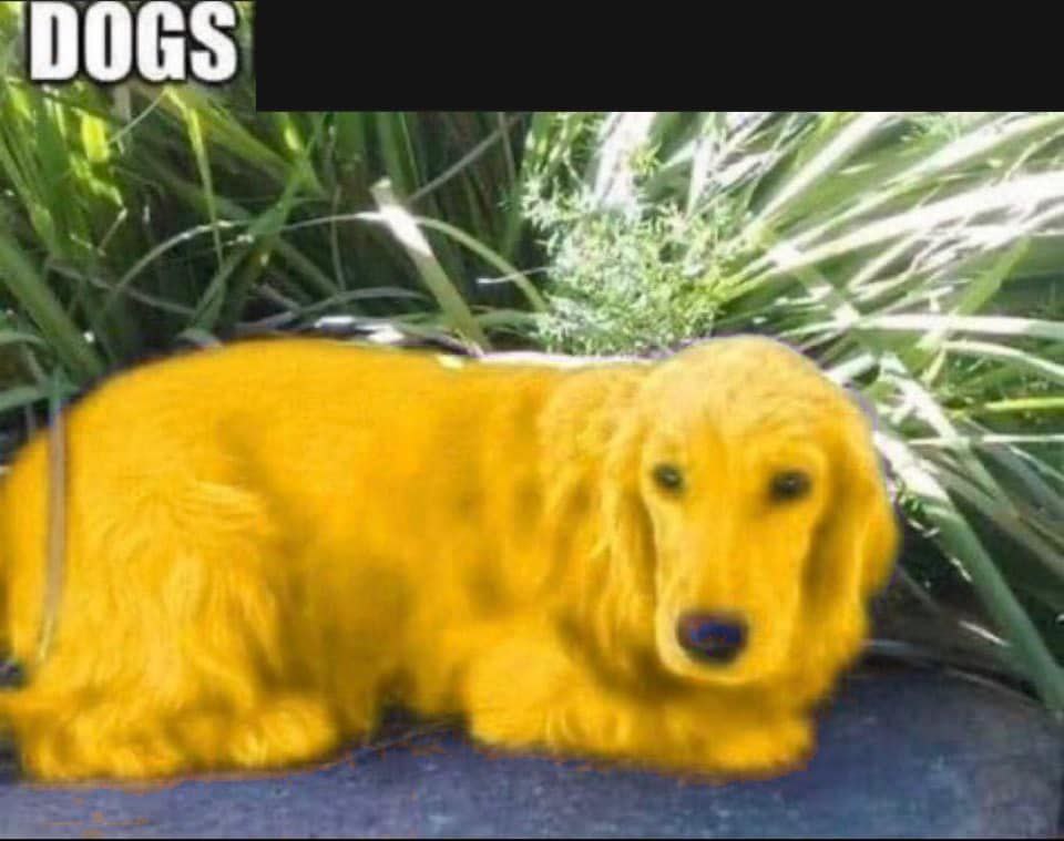 DOGS