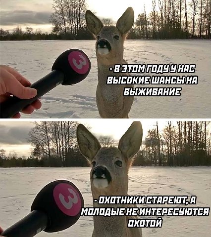 У НАС ВЫСОКИЕ ШАНСЫ ВЫЖИВАНИЕ as LONG СТАРЕНТ, A ‚МОЛОДЫЕ HE: ИНТЕРЕСУЮТСЯ ОХОТОЙ