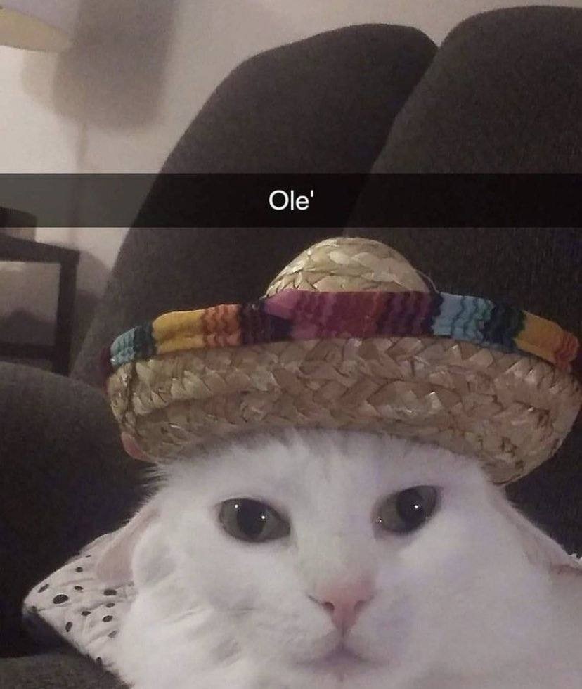 Ole 1 Bee