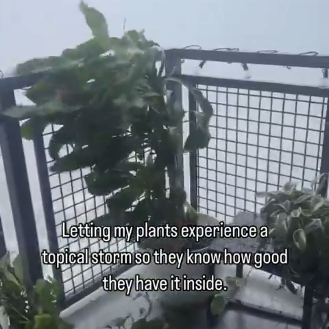 7 Letting my plants experience а so they know how good they have it inside