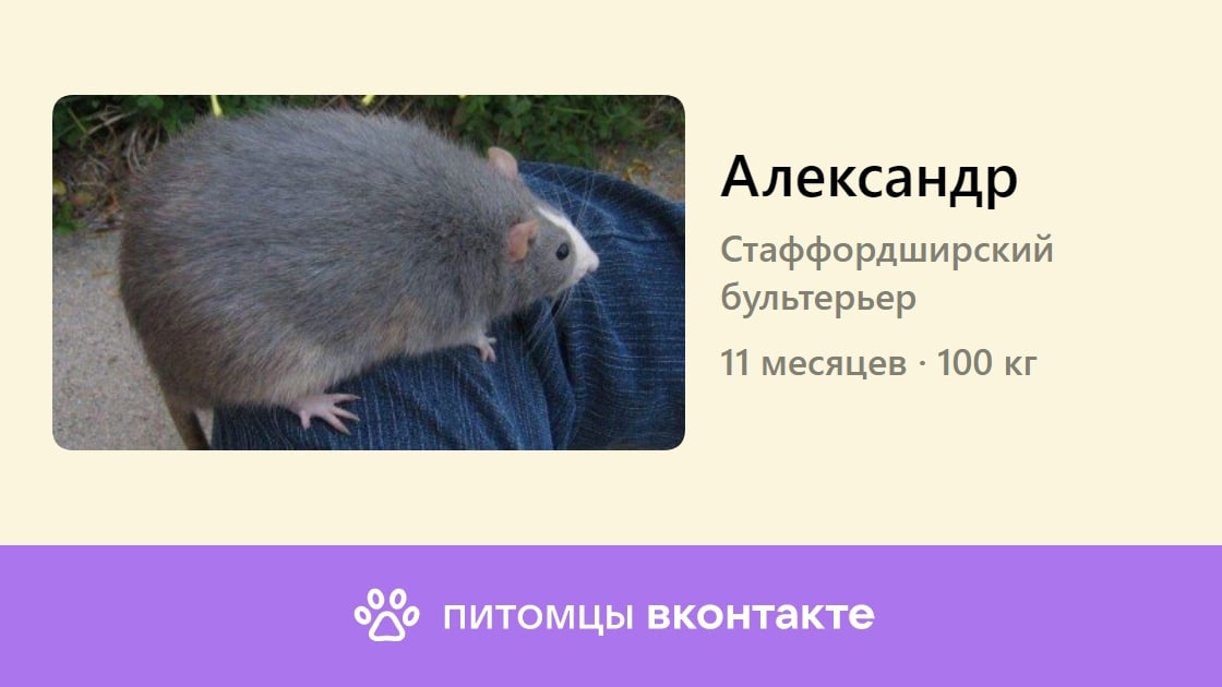 Александр Стаффордширский бультерьер 11 месяцев 100 питомцы вконтакте