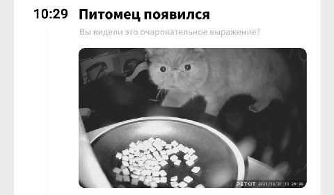 10:29 Питомец появился 2025/12/21 10:29:30