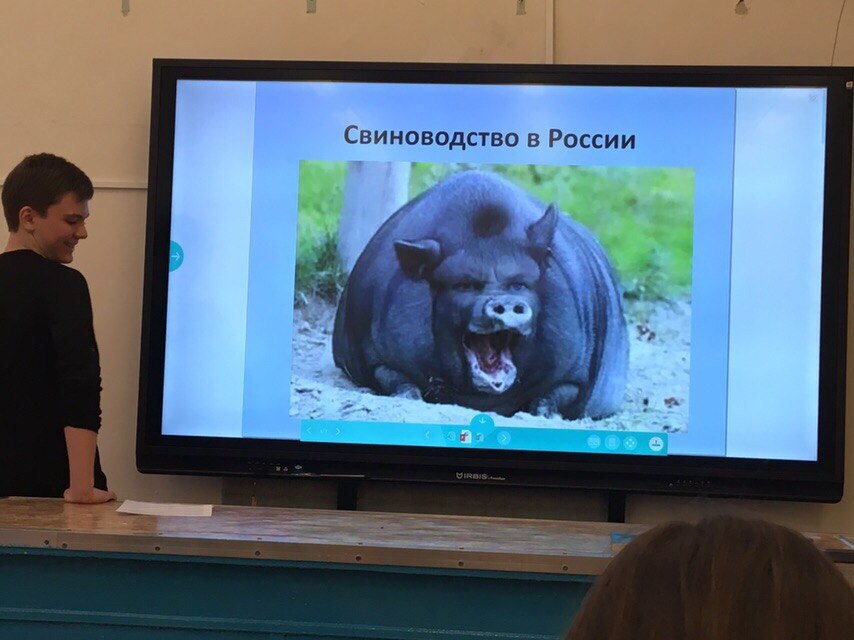 Свиноводство в России