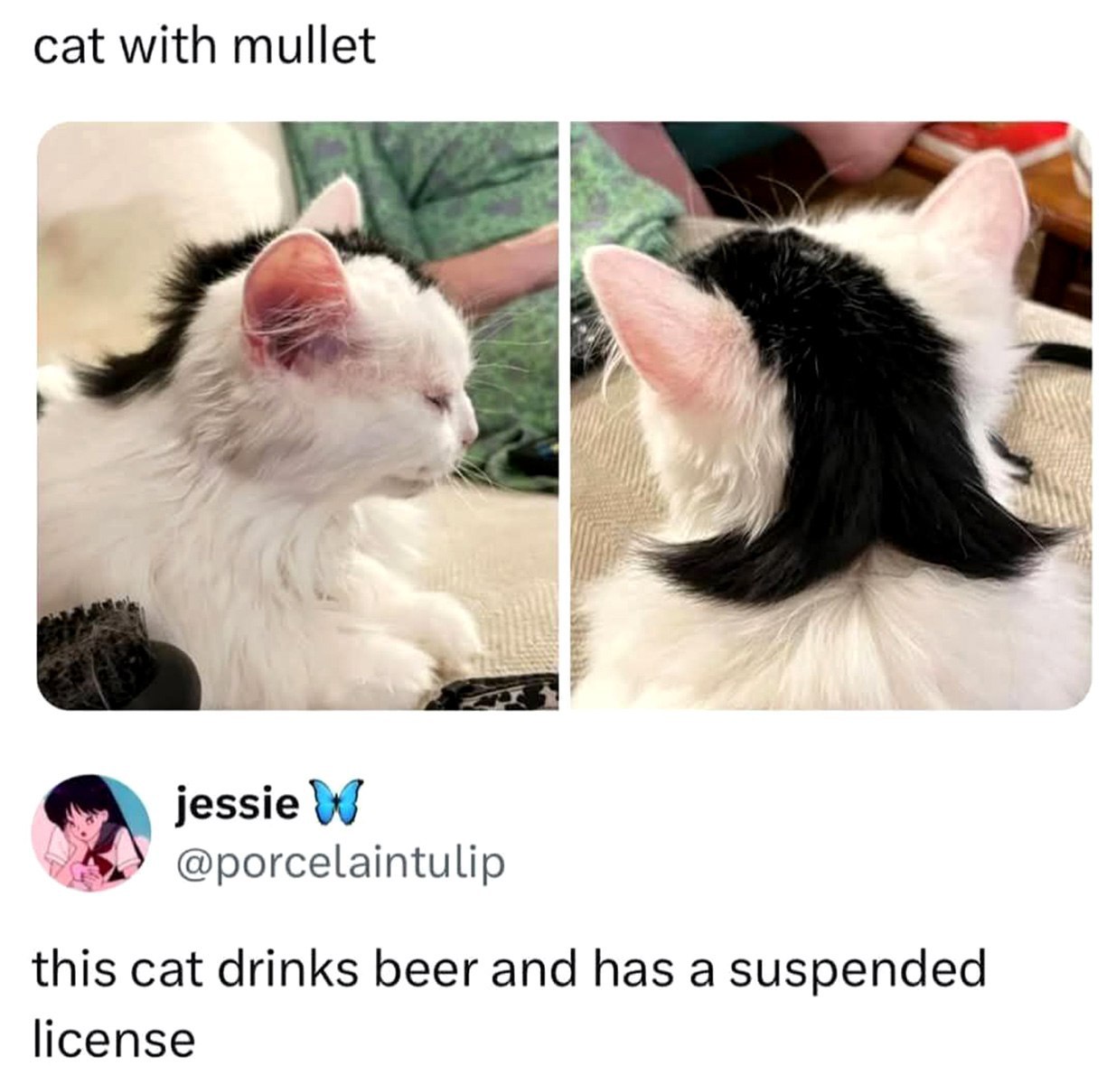 cat with mullet jessie @porcelaintulip this cat drinks beer and has a suspended license
