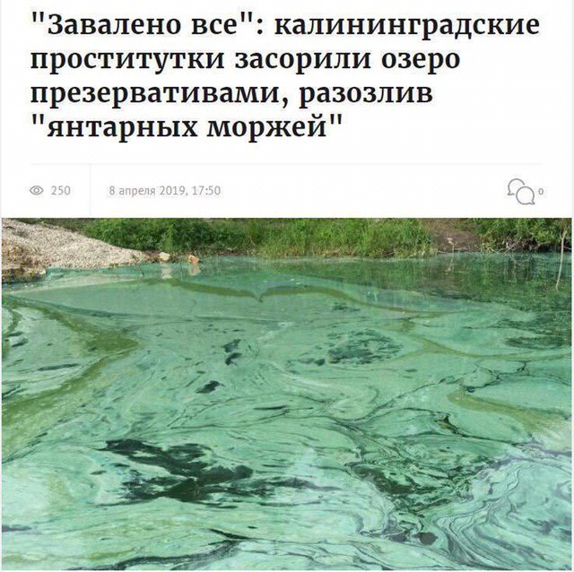 км янтарный морж