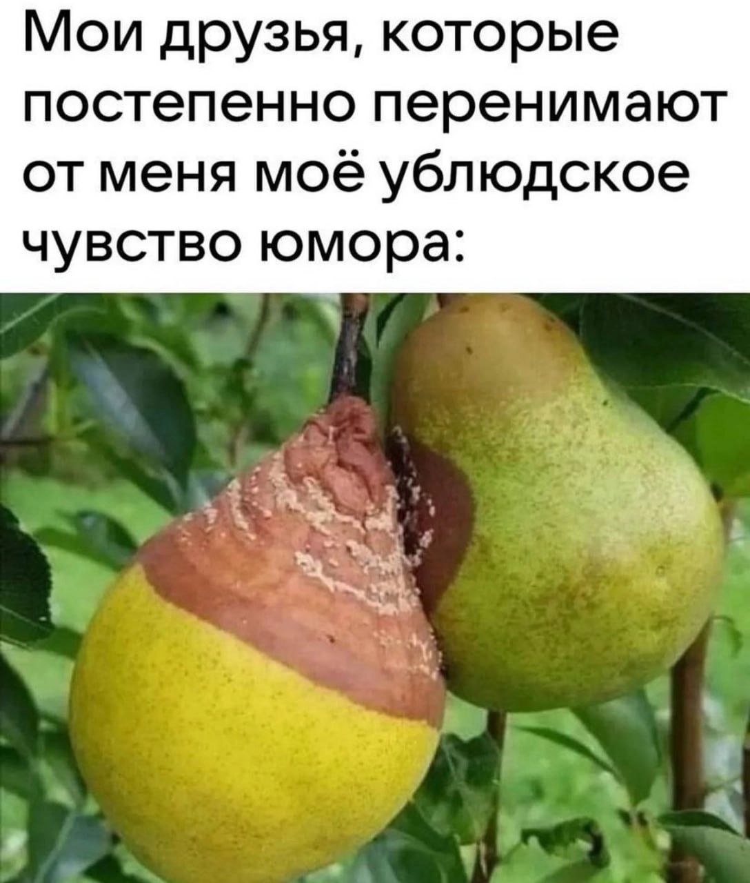 Мои друзья, которые постепенно перенимают от меня моё ублюдское чувство юмора: