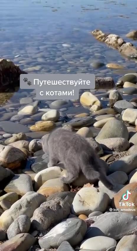 Wal Путешествуйте с котами!