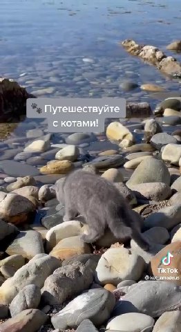 Wal Путешествуйте с котами!