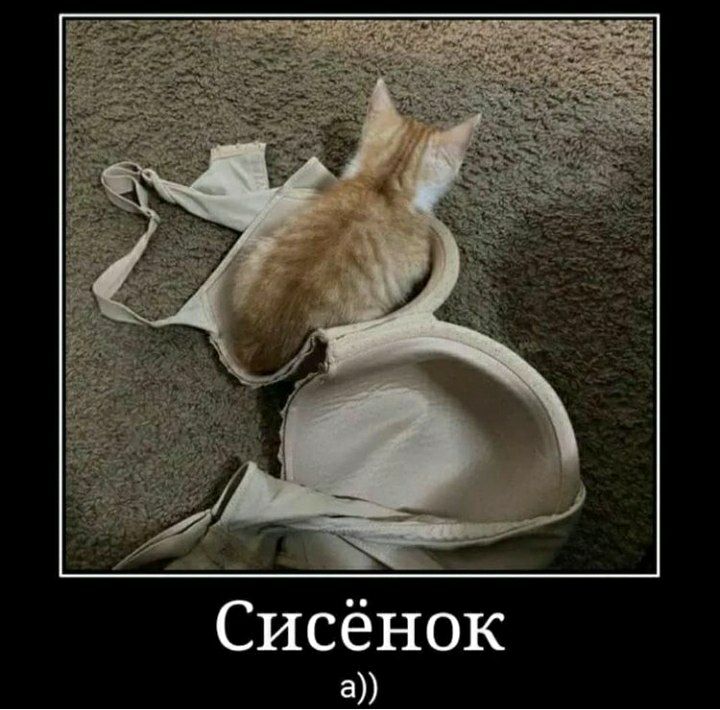 Сисенок а))