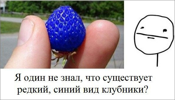 Я один не знал, что существует редкий, синий вид клубники?