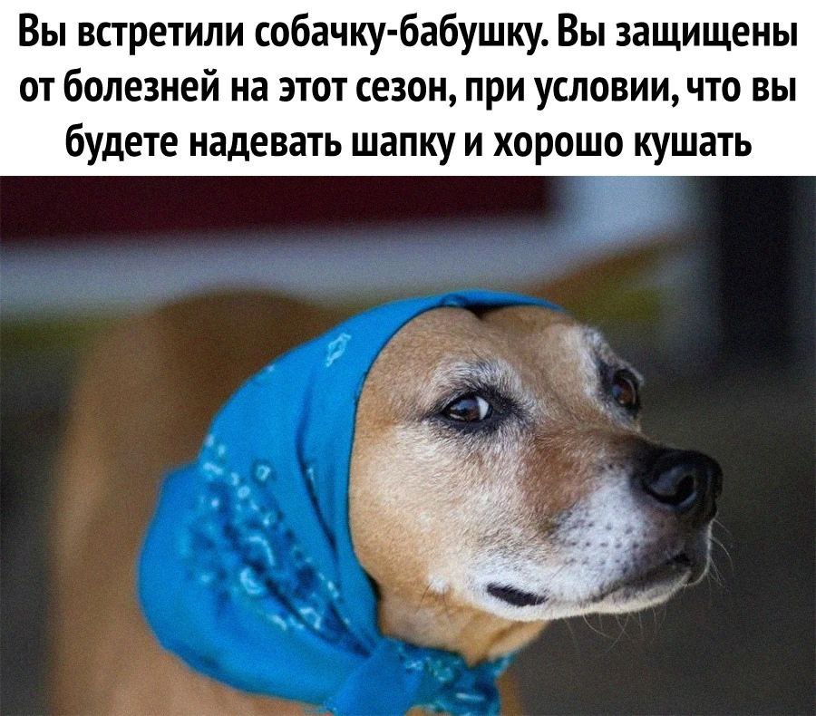 Вы встретили собачку-бабушку. Вы защищены от болезней на этот сезон, при условии, что вы будете надевать шапку и хорошо кушать