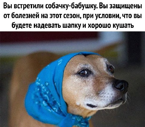 Вы встретили собачку-бабушку. Вы защищены от болезней на этот сезон, при условии, что вы будете надевать шапку и хорошо кушать