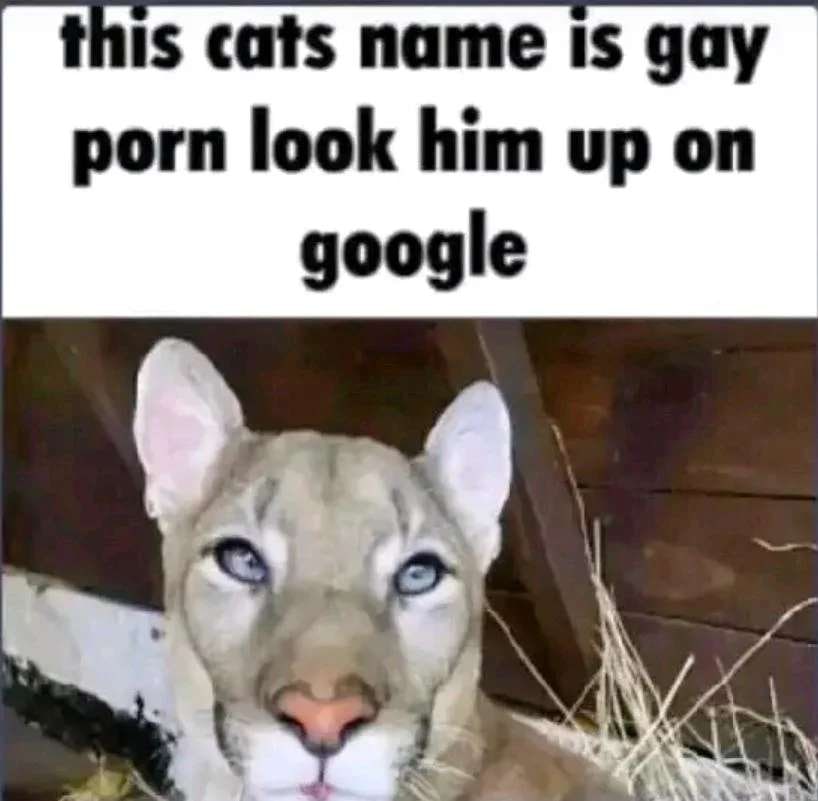 this cats name 1$ gay porn look him up on google