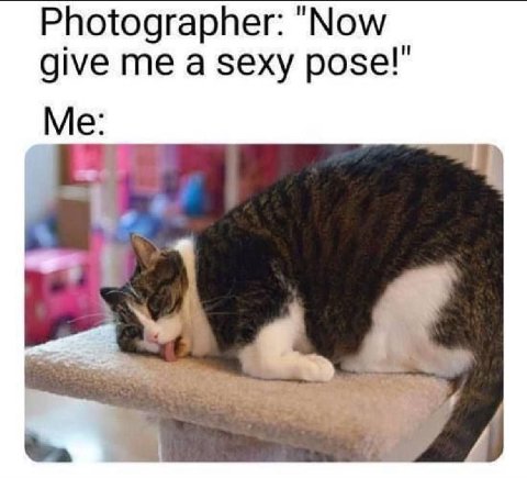 Photographer: "Now give me a sexy pose!” Me