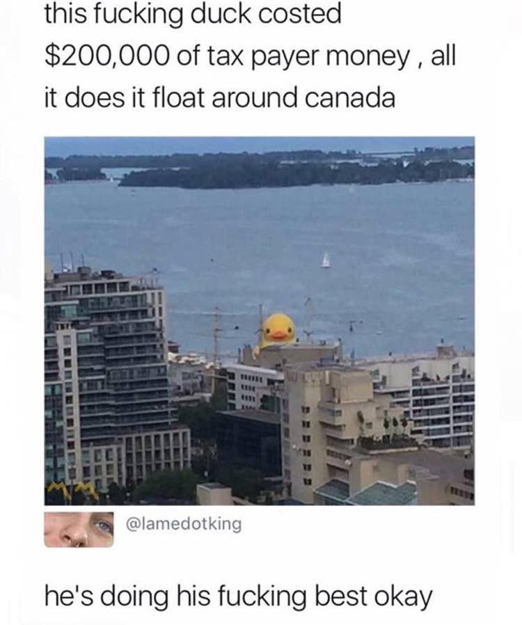 this fucking duck costed $200,000 of tax payer money all it does it float around canada @lamedotking he's doing his fucking best okay