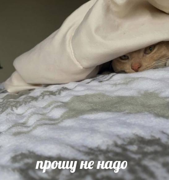 проиц] не надо
