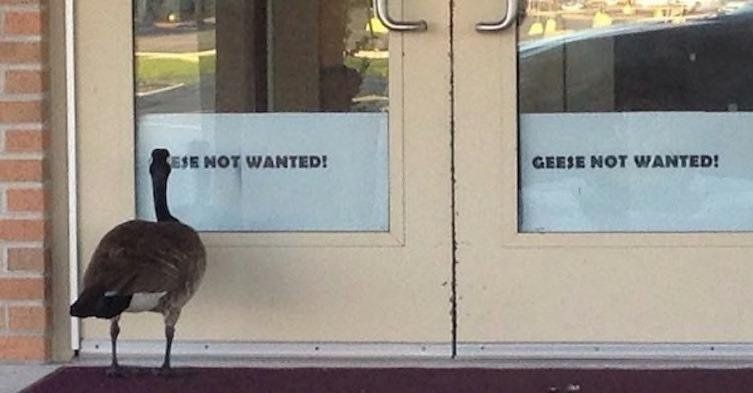 NOT WANTED! GEESE NOT WANTED!