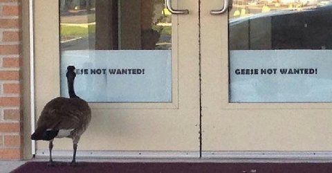 NOT WANTED! GEESE NOT WANTED!