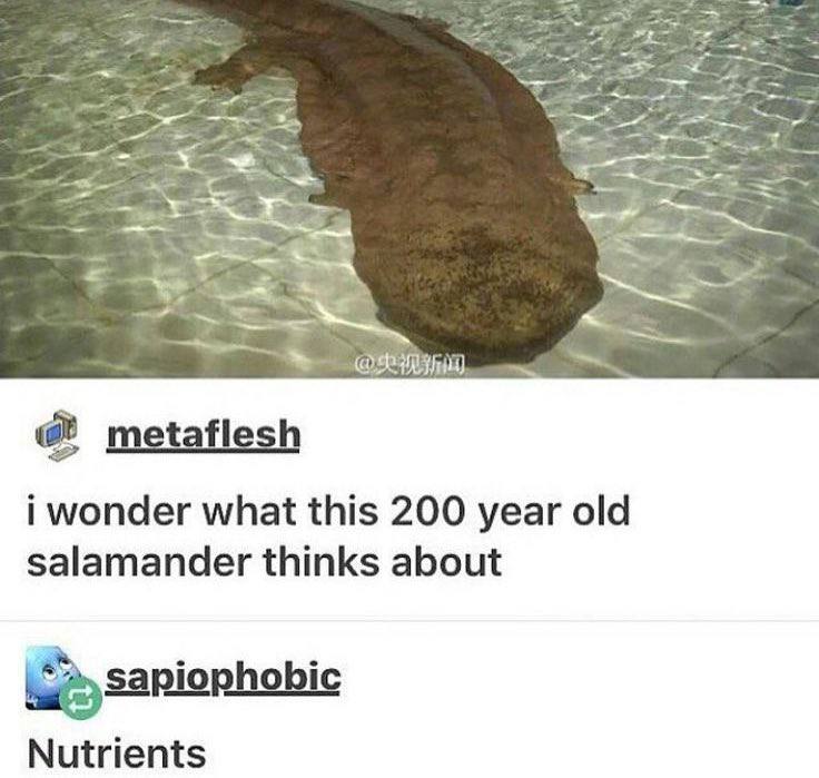 metaflesh i wonder what this 200 year old salamander thinks about Nutrients