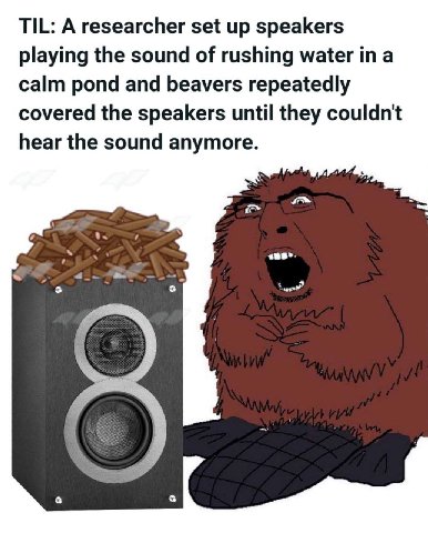 TIL: А researcher set up speakers playing the sound of rushing water in a calm pond and beavers repeatedly covered the speakers until they couldn't hear the sound anymore.